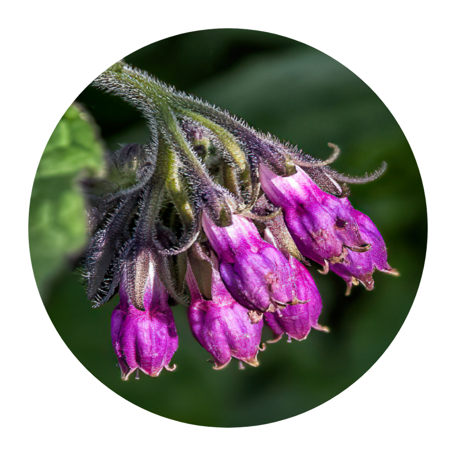 Allantoin