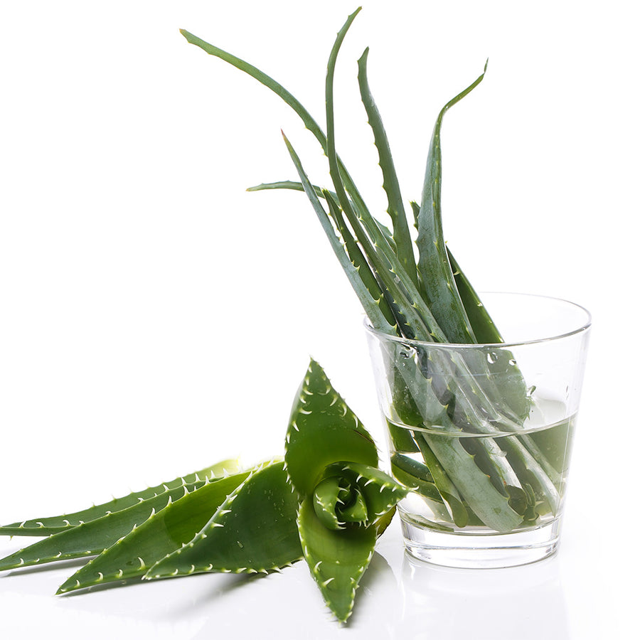 Aloe vera levél kivonat